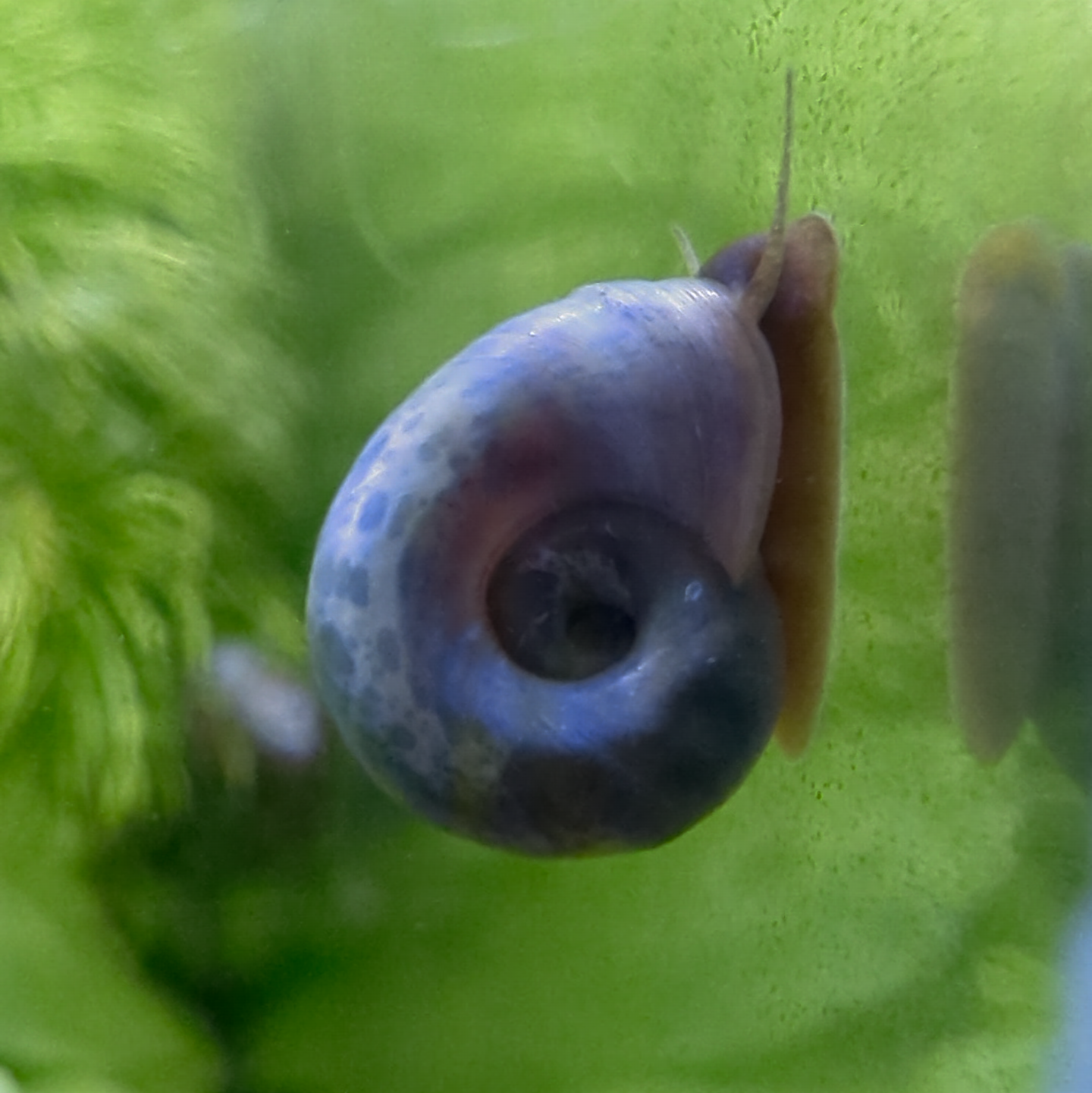 Ramshorn snail Planorbella duryi