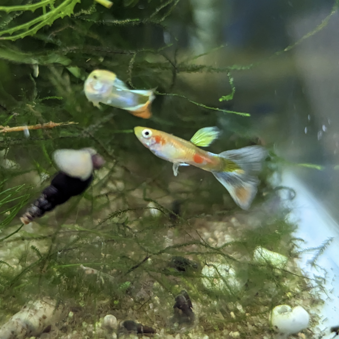 Assorted Endler Guppies