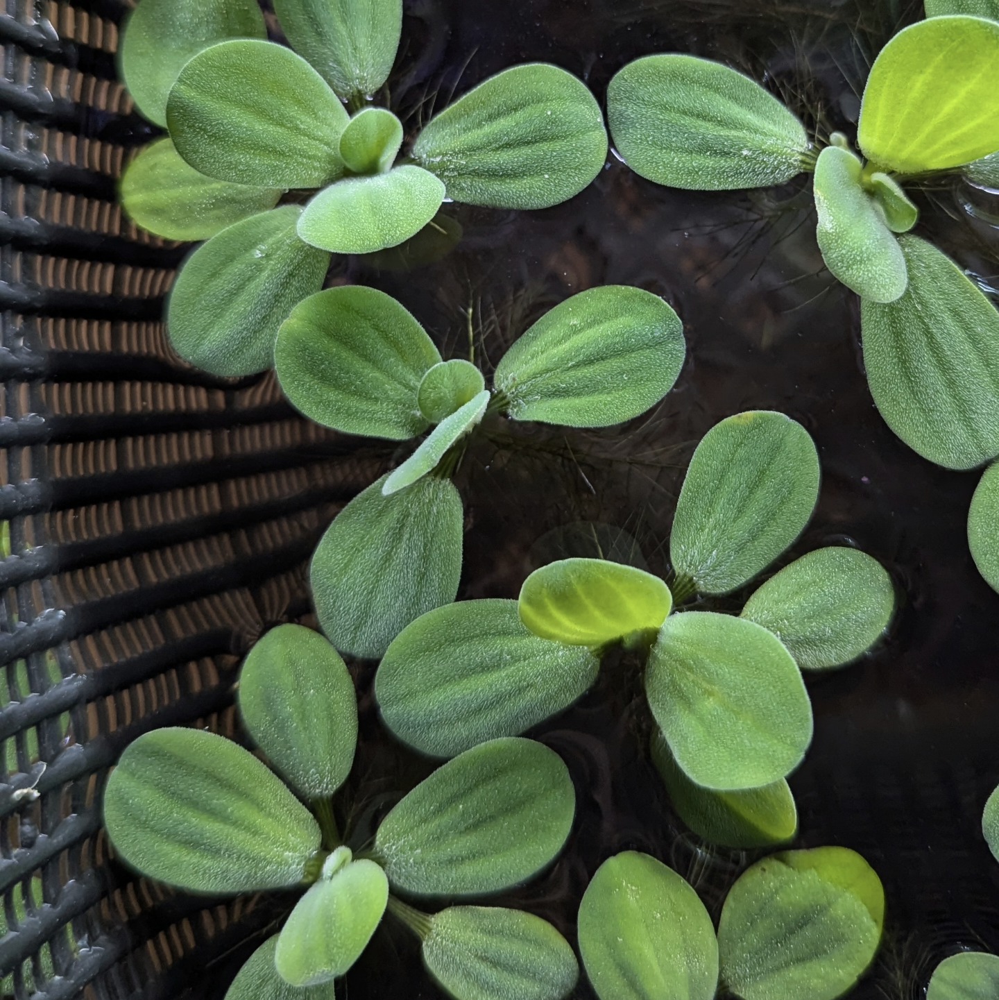 Water lettuce Pistia stratiotes