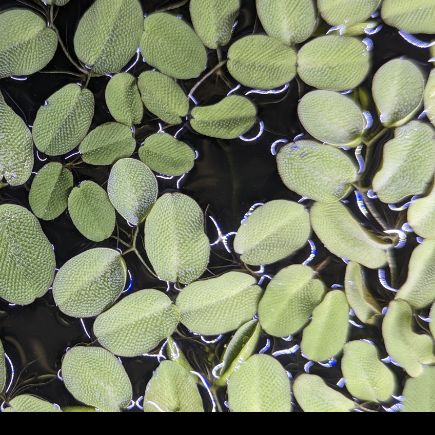 Salvinia auriculata (Water spangles)