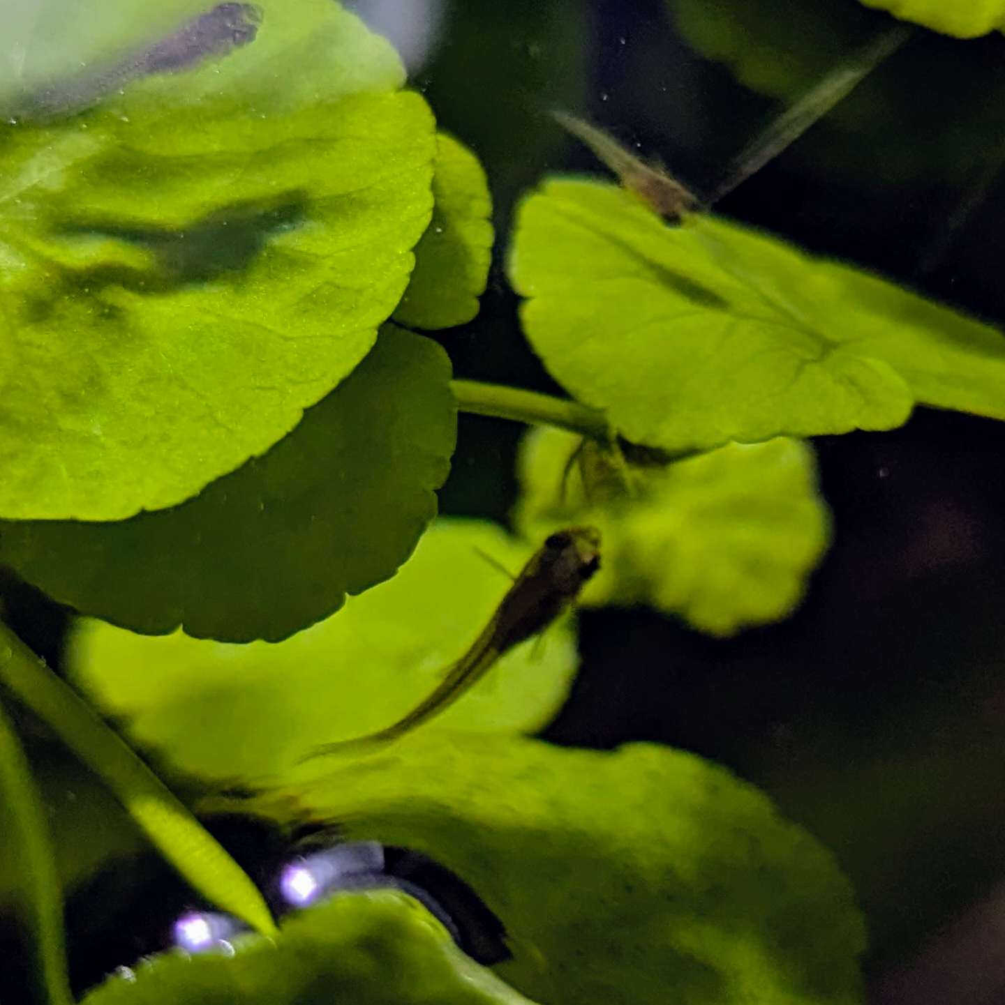 Assorted Endler Guppies
