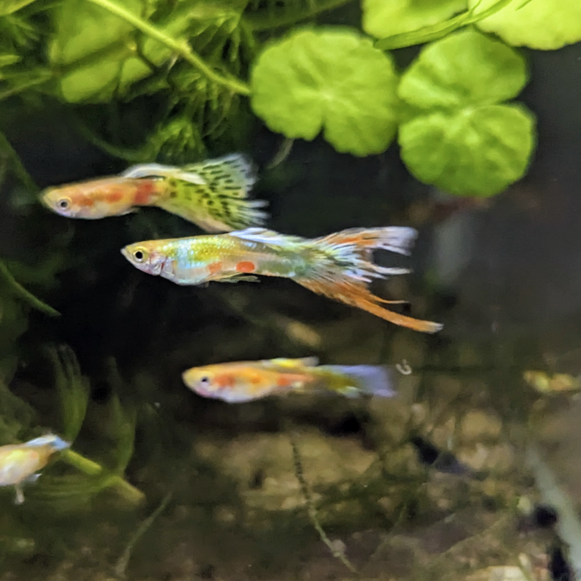 Assorted Endler Guppies